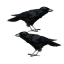 Crows double