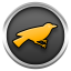 Jackdaw