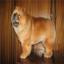 Chow Chow