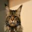 Maine Coon