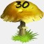 Mushrooms Collected 30