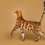 Bengal cat