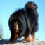 Tibetan Mastiff