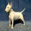 Bull Terrier