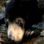The Sun Bear
