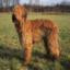 Briard