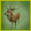 Deer Hunter