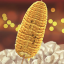 Corncob