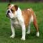 English Bulldog