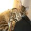 Toyger