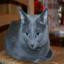 Russian Blue