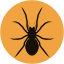 Ground Spider
