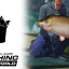 Gigantica Carp Stockpile