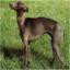 Italian Greyhound