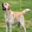 Labrador