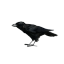 Crow single