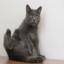 Chartreux