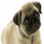 Pug