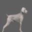 Weimaraner