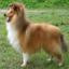 Shetland Sheepdog