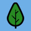 Birch
