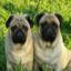 Pug