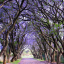 Jacaranda Avenue Trophy