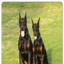 Dobermann