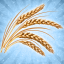 Wholesale Wheat I