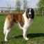 St. Bernard