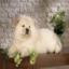 Chow Chow