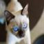 Tonkinese