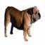 English Bulldog
