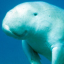 The Dugong