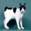 Japanese Bobtail