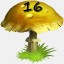 Mushrooms Collected 16