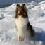 Shetland Sheepdog