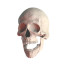 You only die trice