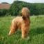 Briard