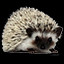 Hedgehog