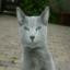 Russian Blue