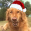 Happy Dog Year and Doggy Christmas!