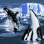 Killerwhale