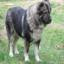 Caucasian Shepherd Dog