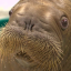 The Walrus