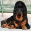 Tibetan Mastiff