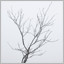TREE #6