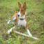 Basenji