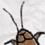 Cockroach