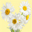 Camomile